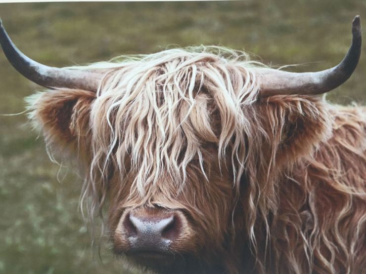 Highland Coo